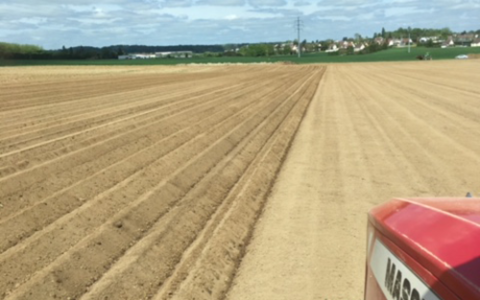 Plantation de pommes de terre