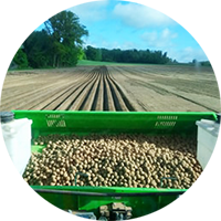 plantation pommes de terre CABC